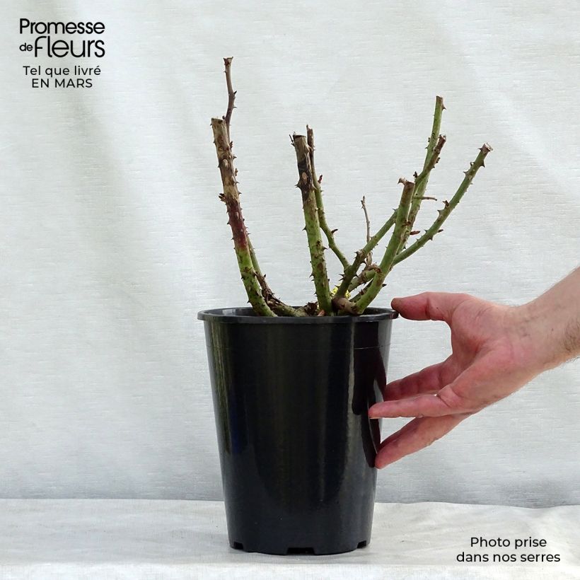 Spécimen de Rosier à grandes fleurs Les Années Folles La Garçonne en pot de 4L/5L tel que livré au printemps
