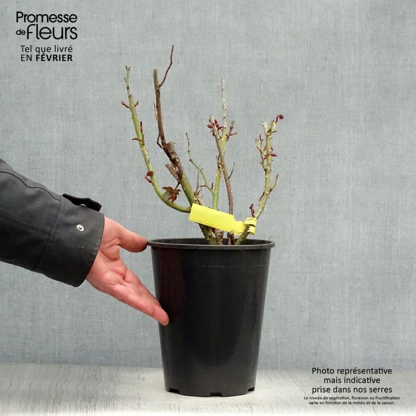 Spécimen de Rosier à grandes fleurs Les Années Folles La Garçonne tel que livré en hiver