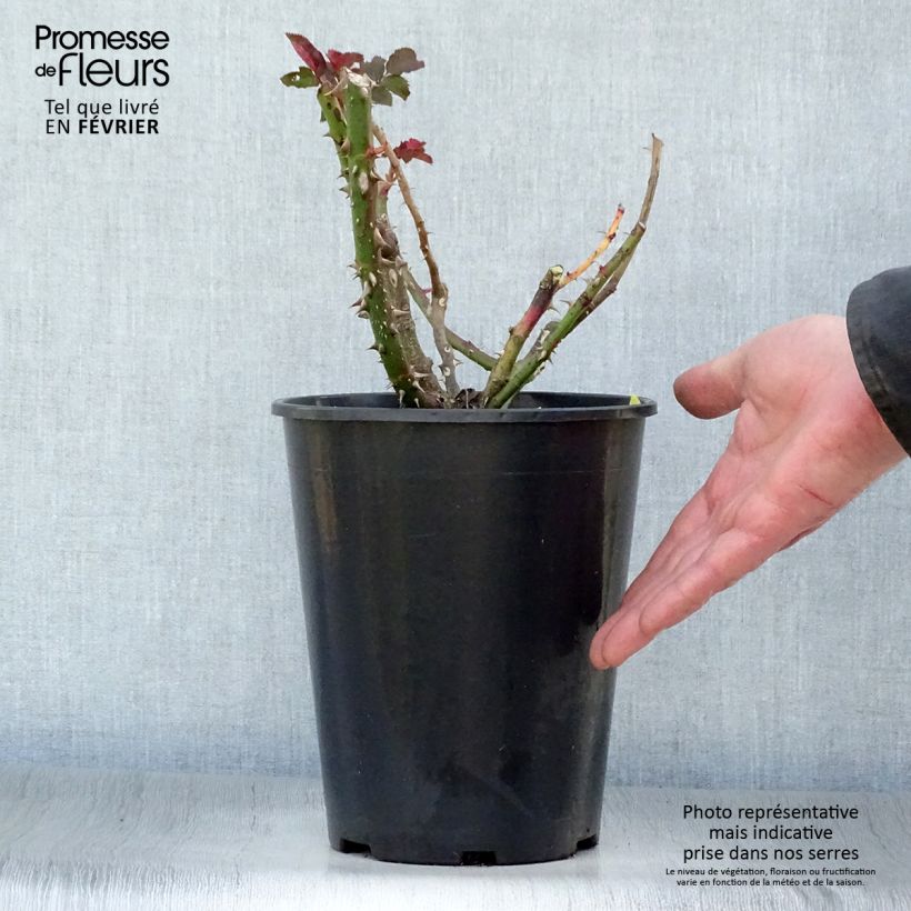 Spécimen de Rosier à grandes fleurs Les Années Folles La Rotonde tel que livré en hiver