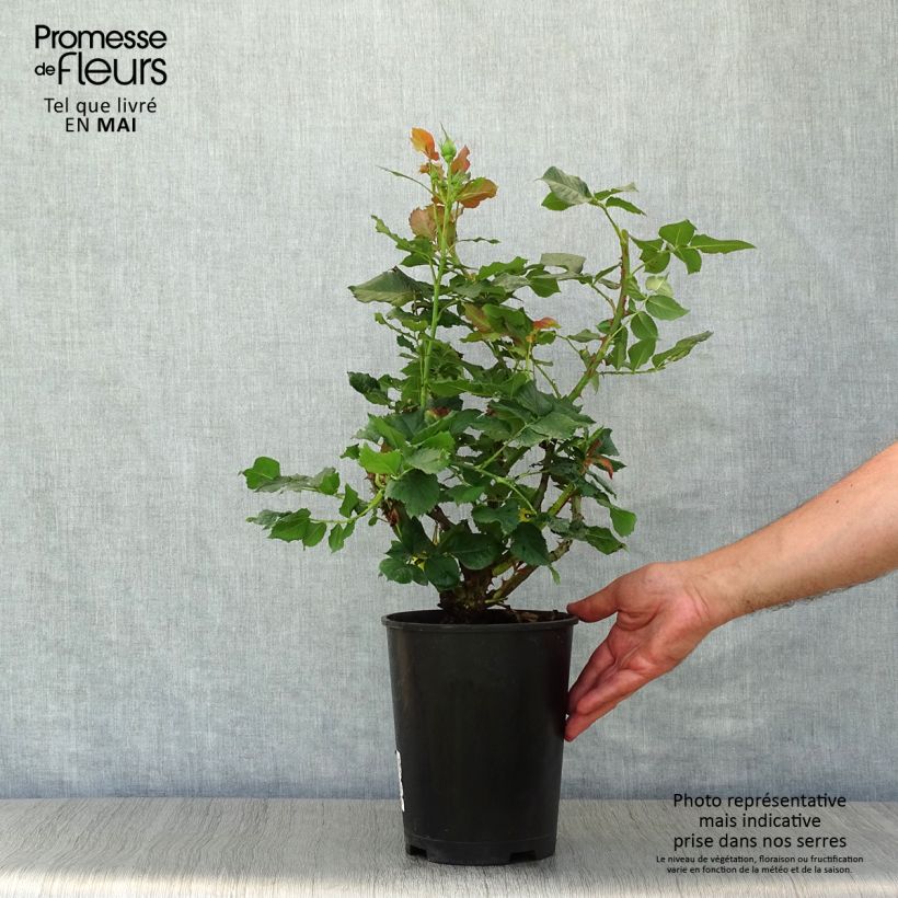 Spécimen de Rosier à grandes fleurs Les Années Folles La Rotonde en pot de 4L/5L tel que livré au printemps