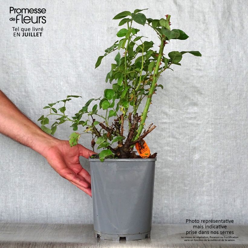 Spécimen de Rosier à grandes fleurs Line Renaud Pot de 4L/5L tel que livré en été
