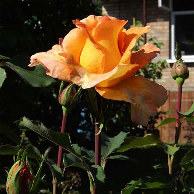 Rosier à grandes fleurs Louis de Funes (Floraison)