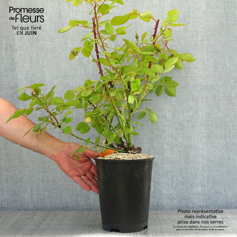 Spécimen de Rosier à grandes fleurs Lyon Lumières - Pot de 4L/5L tel que livré au printemps