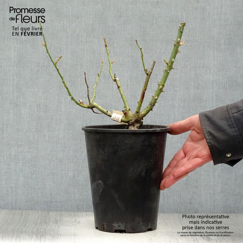 Spécimen de Rosier à grandes fleurs Mamy Blue Pot de 4L/5L tel que livré en hiver