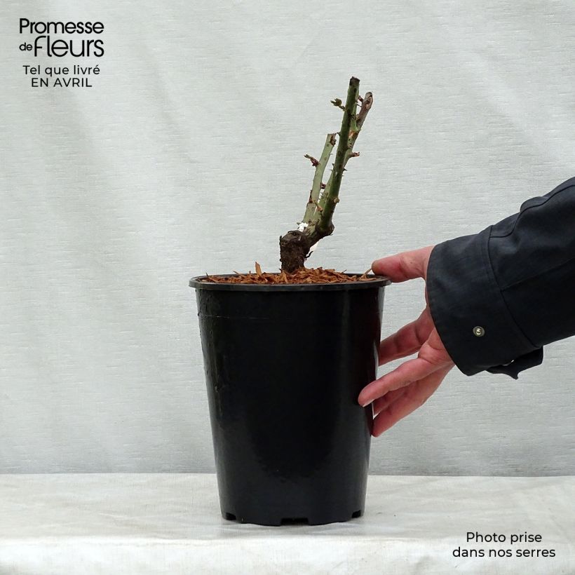 Spécimen de Rosier à grandes fleurs Mamy Blue en pot de 4L tel que livré au printemps