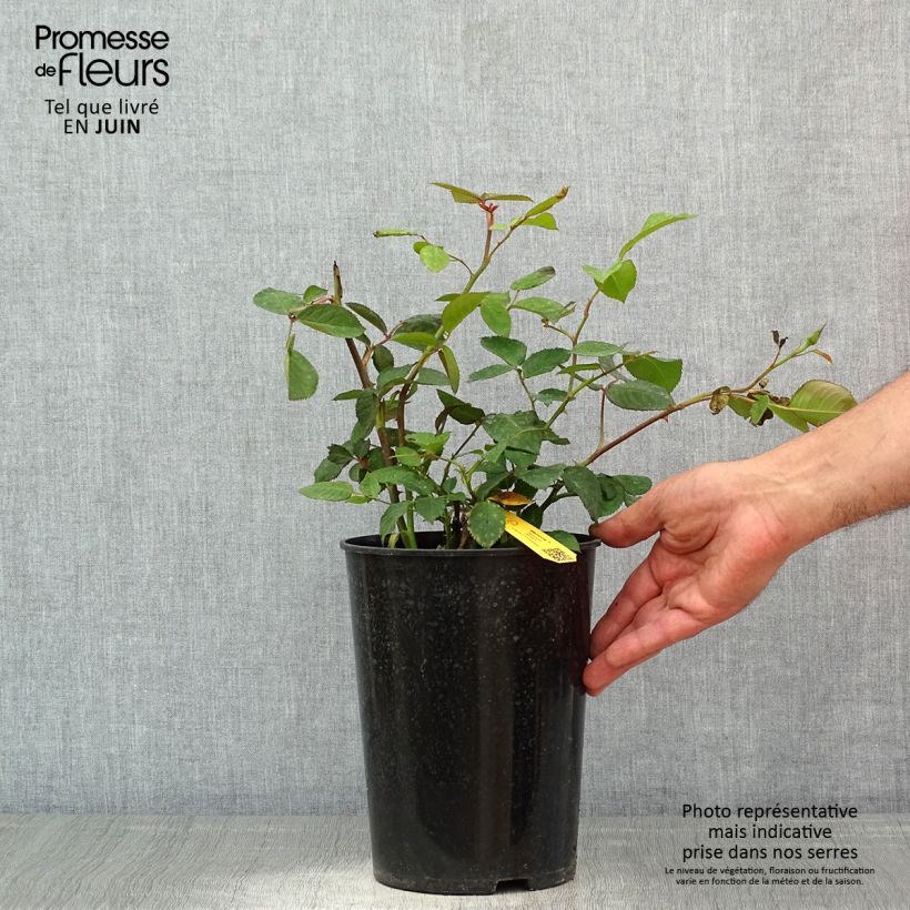 Spécimen de Rosier à grandes fleurs Memoire en pot de 4L tel que livré au printemps