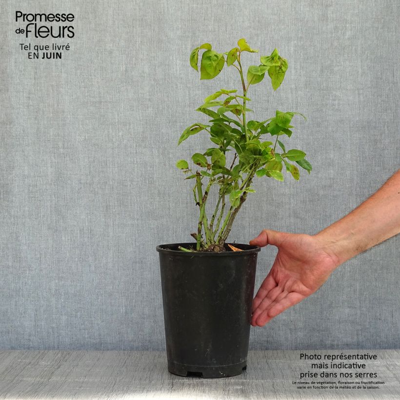 Spécimen de Rosier à grandes fleurs Michelangelo en pot de 4L tel que livré au printemps