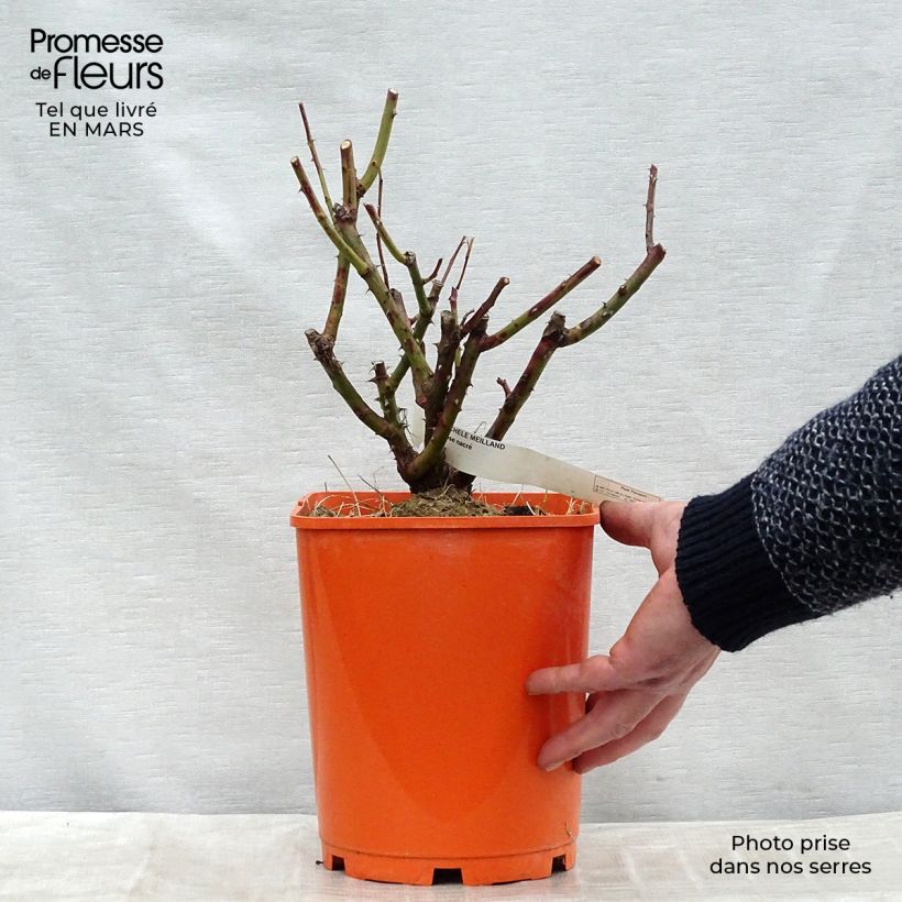 Spécimen de Rosier à grandes fleurs Michele Meilland en pot de 4L tel que livré au printemps
