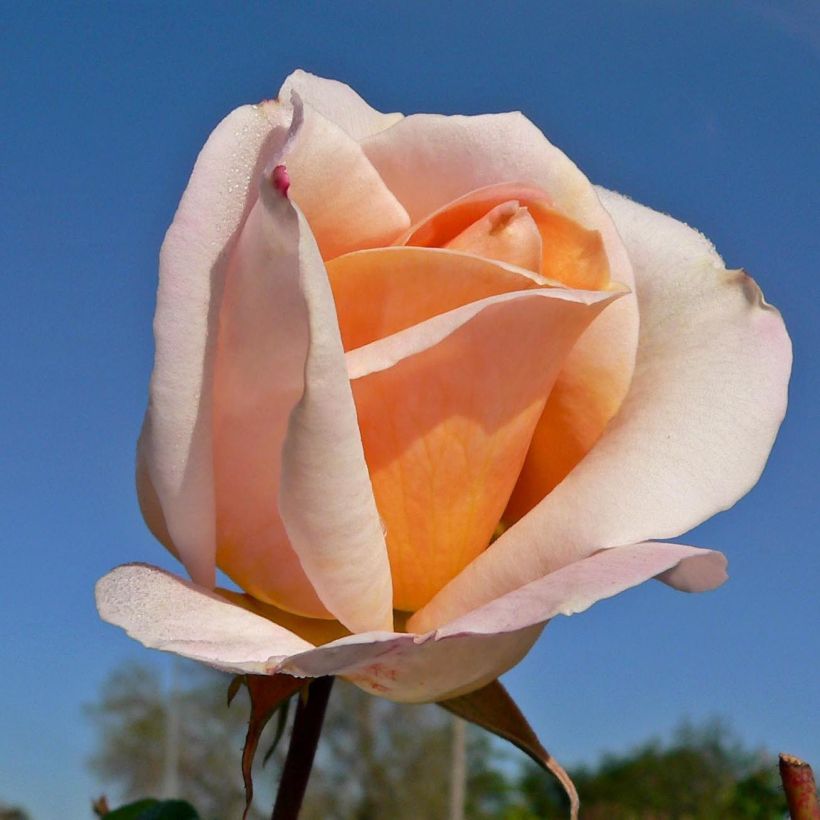 Rosier à grandes fleurs Michele Meilland (Floraison)