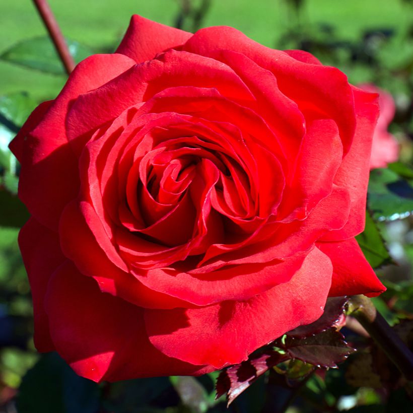 Rosier à grandes fleurs Mister Lincoln (Floraison)