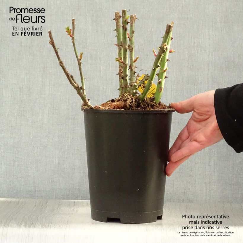 Spécimen de Rosier à grandes fleurs Moonstone Pot de 4L/5L tel que livré en hiver