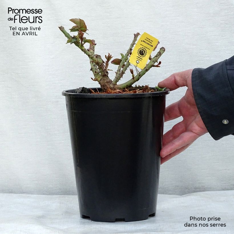 Spécimen de Rosier à grandes fleurs Moonstone en pot de 4L tel que livré au printemps