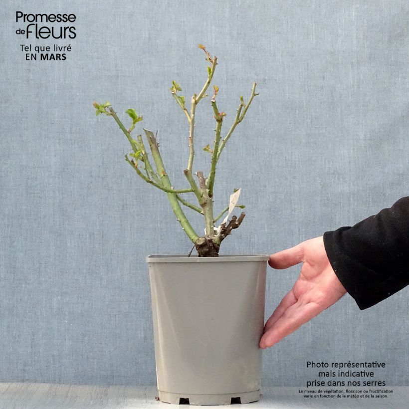 Spécimen de Rosier à grandes fleurs New Imagine en pot de 4L tel que livré au printemps