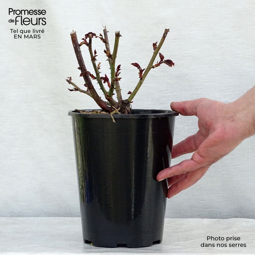 Spécimen de Rosier à grandes fleurs Nostalgie en pot de 4L tel que livré au printemps