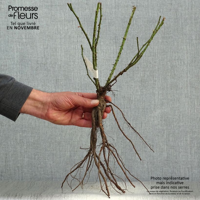 Spécimen de Rosier à grandes fleurs Nuage Parfumé (Duftwolke) Racines nues tel que livré en automne