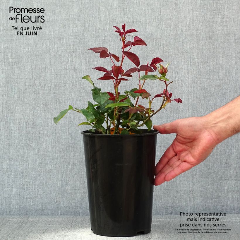 Spécimen de Rosier à grandes fleurs Nuage Parfumé (Duftwolke) en pot de 3L/4L tel que livré au printemps
