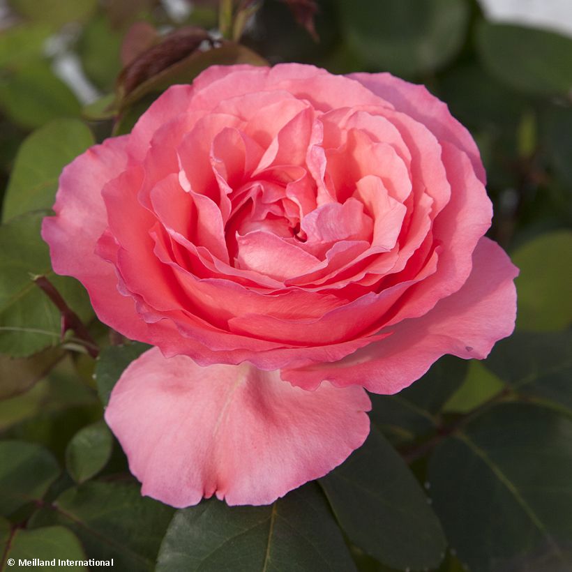 Rosier à grandes fleurs Panthere Rose (Floraison)