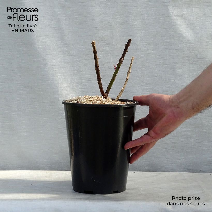 Spécimen de Rosier à grandes fleurs Papa Meilland en pot de 4L tel que livré au printemps