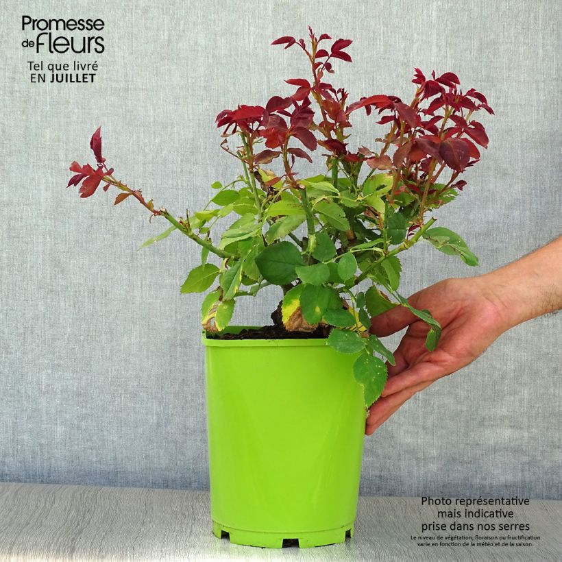 Spécimen de Rosier à grandes fleurs Pape Jean-Paul II Pot de 4L/5L tel que livré en été