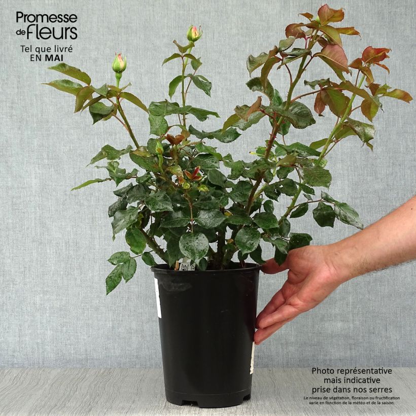 Spécimen de Rosier à grandes fleurs Parfum Royal en pot de 4L/5L tel que livré au printemps