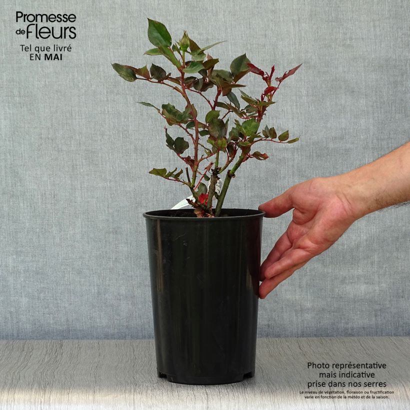 Spécimen de Rosier à grandes fleurs Parfum de Grasse en pot de 4L tel que livré au printemps