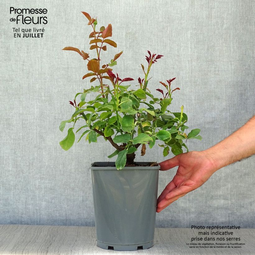 Spécimen de Rosier à grandes fleurs Paris d'Yves Saint-Laurent Pot de 4L/5L tel que livré en été
