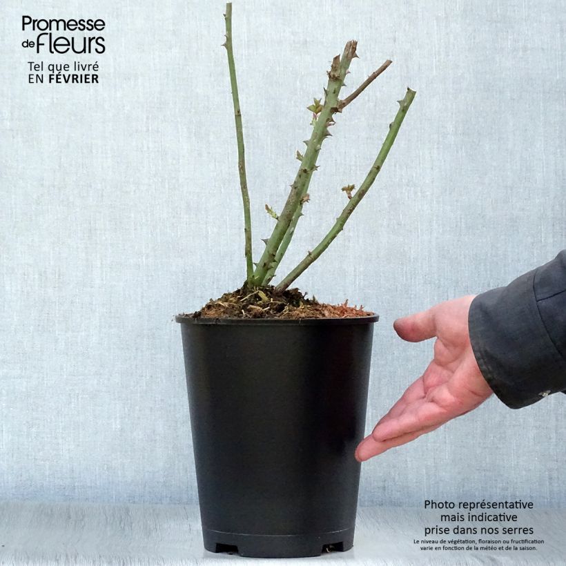 Spécimen de Rosier à grandes fleurs Paul Ricard Pot de 4L/5L tel que livré en hiver