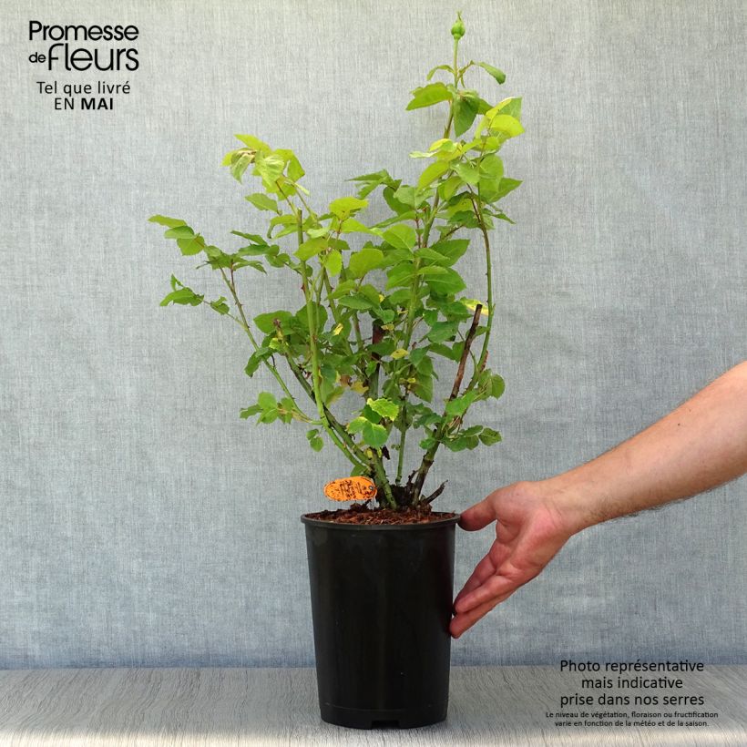 Spécimen de Rosier à grandes fleurs Paul Ricard - Pot de 4L/5L tel que livré au printemps
