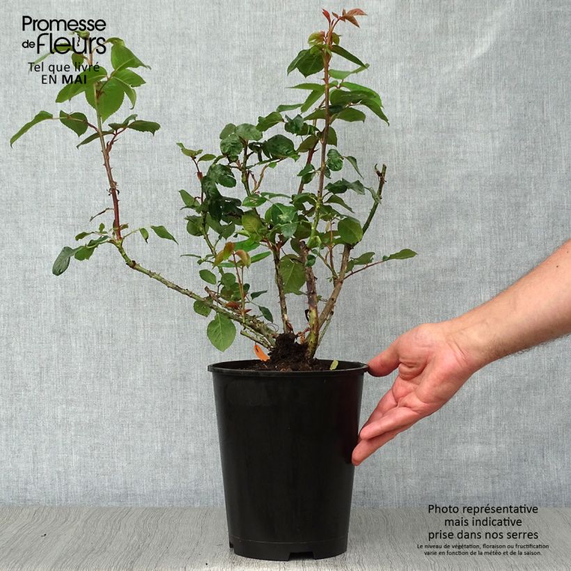 Spécimen de Rosier à grandes fleurs Pierre Arditi - Pot de 4L/5L tel que livré au printemps