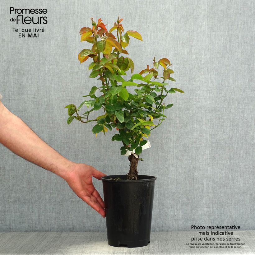 Spécimen de Rosier à grandes fleurs Pierre de Luxembourg - Pot de 4L/5L tel que livré au printemps