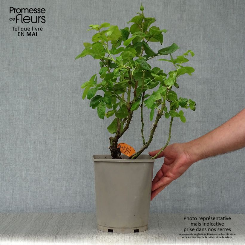 Spécimen de Rosier à grandes fleurs Pink Eureka en pot de 4L tel que livré au printemps