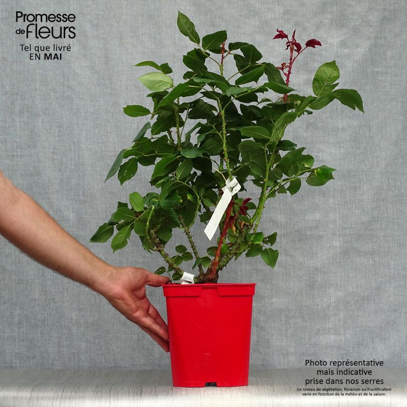 Spécimen de Rosier à grandes fleurs Pink Paradise en pot de 3L/4L tel que livré au printemps