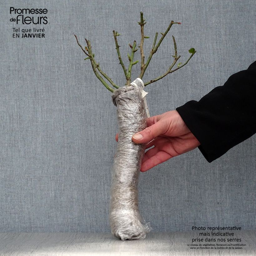 Spécimen de Rosier à grandes fleurs Poseidon en Motte tel que livré en hiver