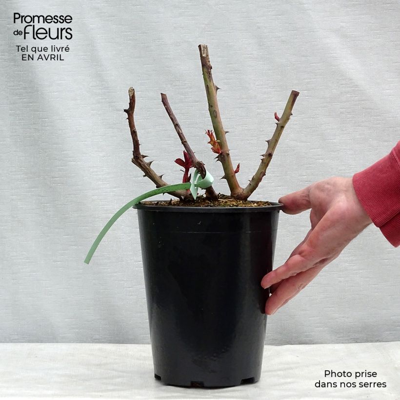 Spécimen de Rosier à grandes fleurs Prince Jardinier en pot de 4L tel que livré au printemps