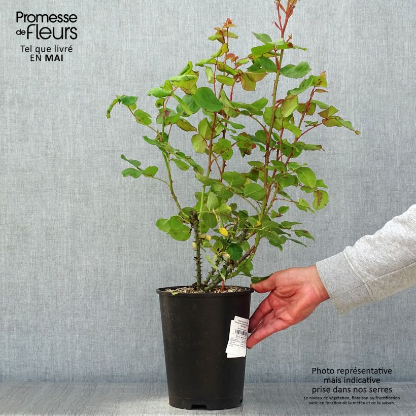 Spécimen de Rosier à grandes fleurs Princesse Charlène de Monaco pot de 4L/5L tel que livré au printemps