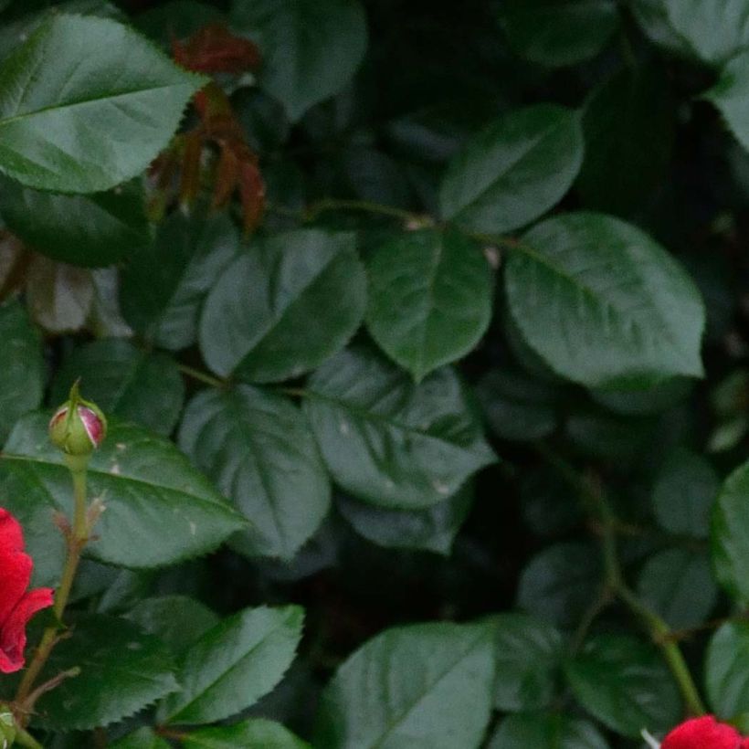 Rosier à grandes fleurs République de Montmartre (Feuillage)