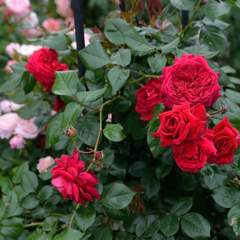 Rosier à grandes fleurs République de Montmartre (Floraison)