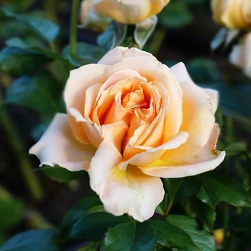 Rosier à grandes fleurs Anahe (Floraison)