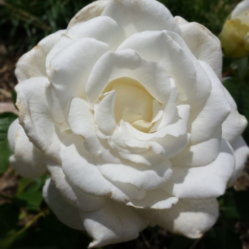 Rosier à grandes fleurs Anne de Kiev (Floraison)