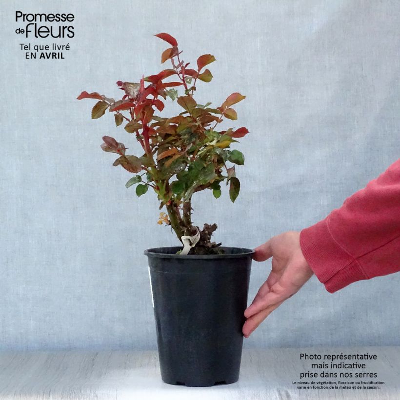 Spécimen de Rosier à grandes fleurs Rose Clos Vougeot en pot de 4L/5L tel que livré au printemps
