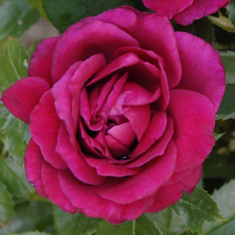 Rosier à grandes fleurs Rose Lalande de Pomerol (Floraison)