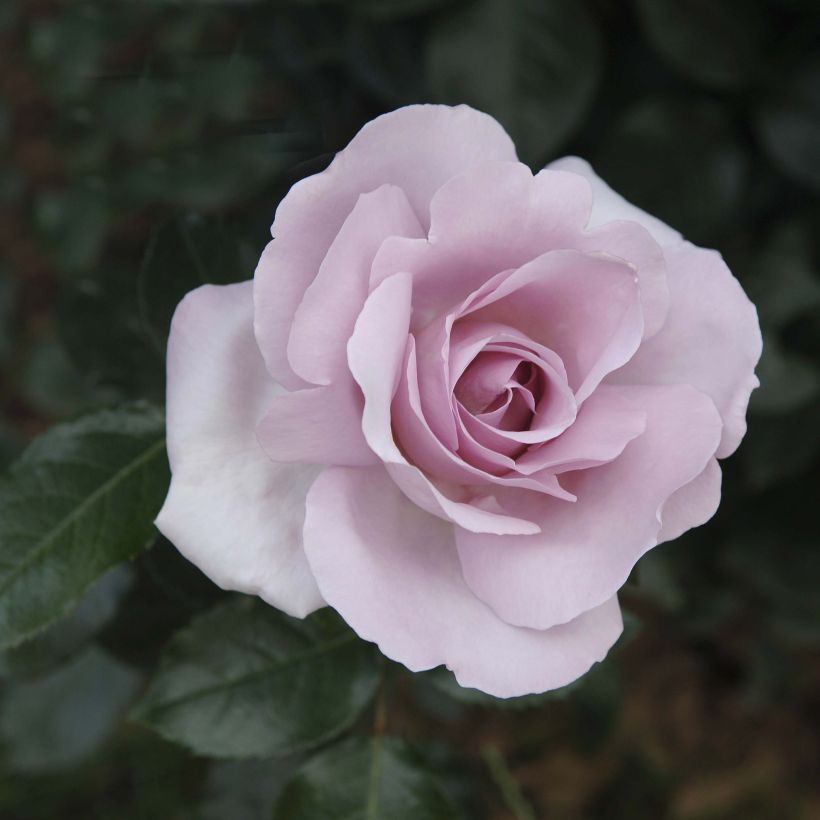 Rosier à grandes fleurs Rose Synactif by Shiseido (Floraison)