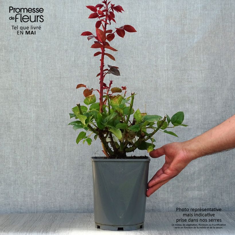 Spécimen de Rosier à grandes fleurs Rouge Adam en pot de 4L tel que livré au printemps