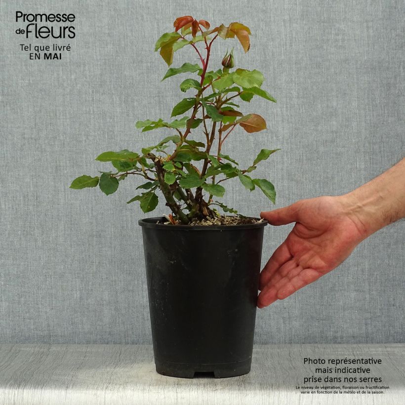 Spécimen de Rosier à grandes fleurs Ruban Rouge pot de 4L/5L tel que livré au printemps