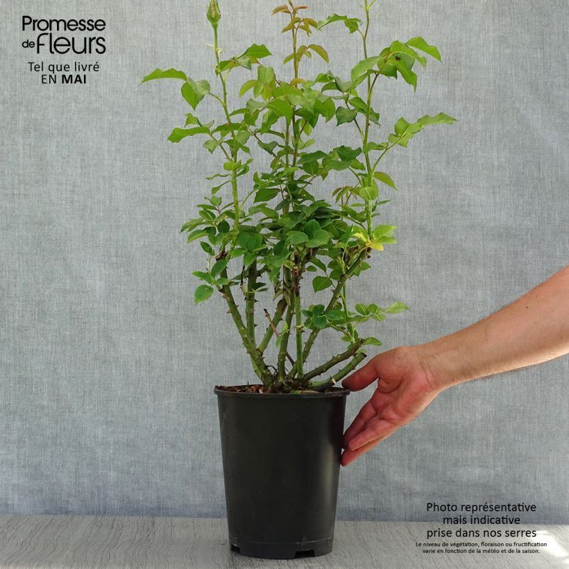 Spécimen de Rosier à grandes fleurs Sandrine Quétier en pot de 4L tel que livré au printemps