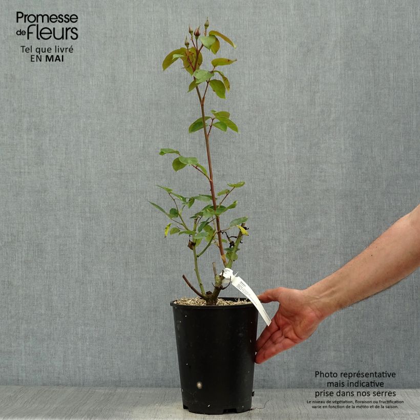 Spécimen de Rosier à grandes fleurs Sissi - pot de 4L/5L tel que livré au printemps