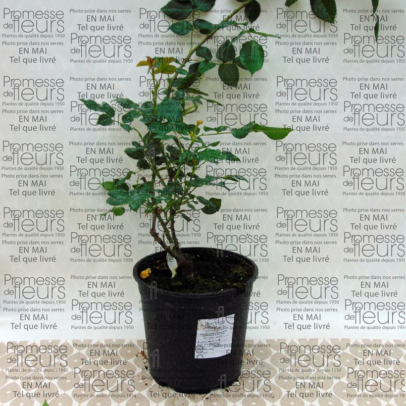 Exemple de spécimen de Rosier à grandes fleurs Sophia Renaissance en pot de 4L tel que livré