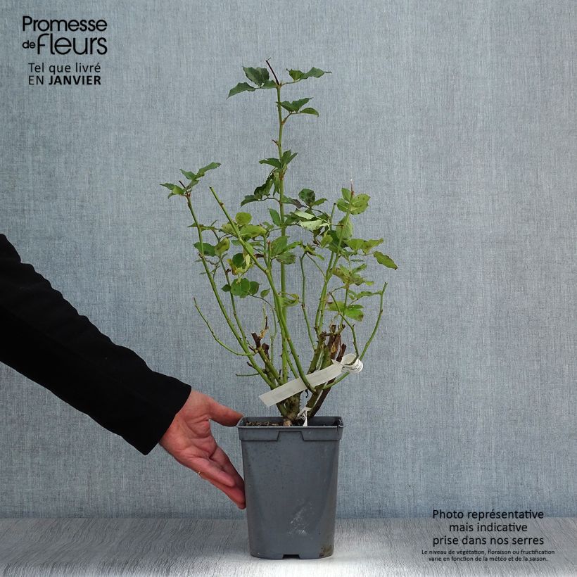 Spécimen de Rosier à grandes fleurs Sophie Rochas en pot de 3/4L tel que livré en hiver
