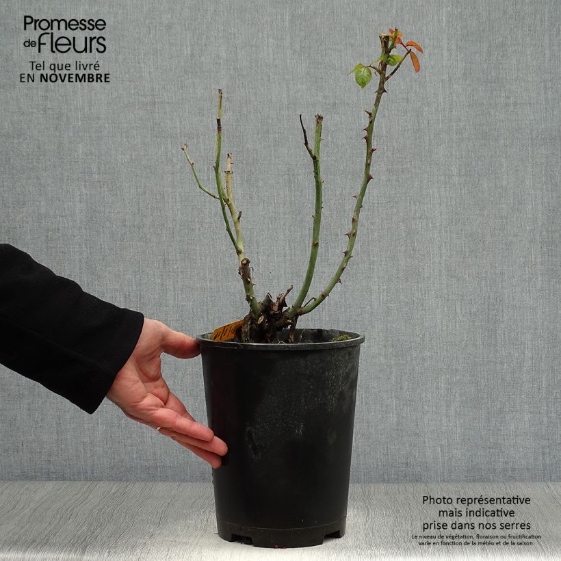 Spécimen de Rosier à grandes fleurs Special Anniversary Pot de 4L/5L tel que livré en automne