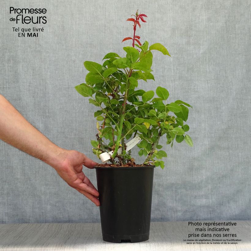 Spécimen de Rosier à grandes fleurs Special Anniversary en pot de 4L tel que livré au printemps